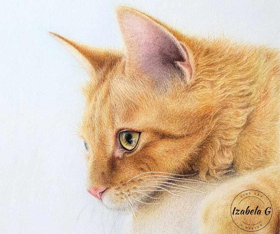Pastel pencil portrait of a ginger cat